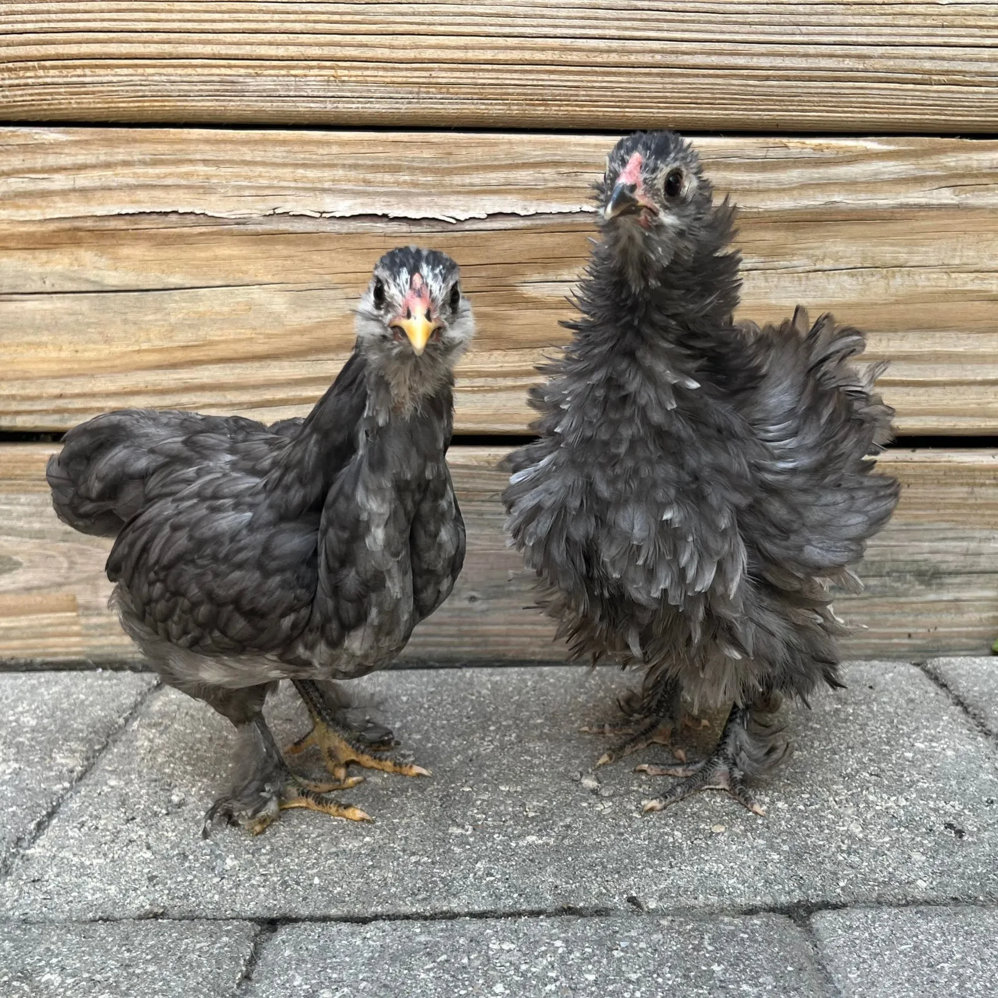 Baby Chicks: Green Queen Easter Egger Bantam