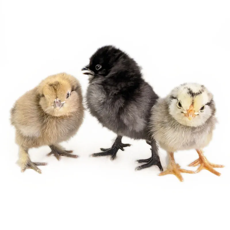 Baby Chicks: Green Queen Easter Egger Bantam